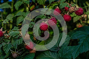 Scarlet berries, red pink ripe raspberries on branches with green carved leaves on bush in garden. Summer harvest in light of