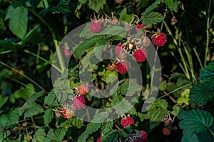 Scarlet berries, red pink ripe raspberries on branches with green carved leaves in garden. Summer harvest in light of sunset.