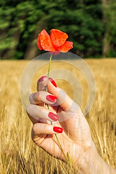 Scarlet blooming poppy flower in woman hand with red nails on rye field background on sunny summer day at sunset. Summer, beauty,