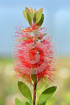 Scarlet Bottlebrush