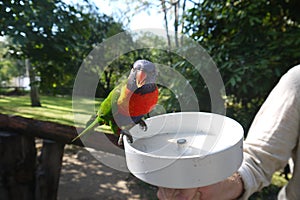 Scarlet-Chested Parrot