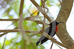 The Scarlet-chested Sunbird