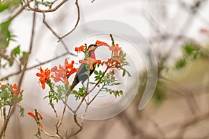 Scarlet-chested Sunbird (Chalcomitra senegalensis