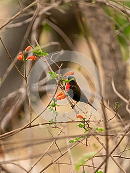 Scarlet-chested Sunbird & x28;Chalcomitra senegalensis