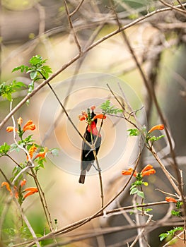 Scarlet-chested Sunbird & x28;Chalcomitra senegalensis