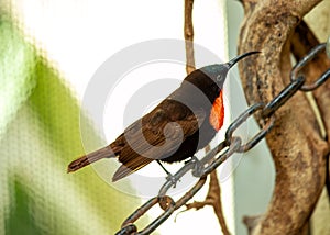 Scarlet-chested Sunbird (Chalcomitra senegalensis) in Africa