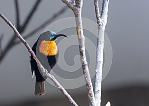 Scarlet-chested Sunbird (Chalcomitra senegalensis) in Africa