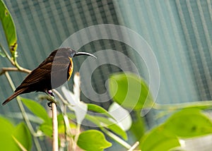 Scarlet-chested Sunbird (Chalcomitra senegalensis) in Africa