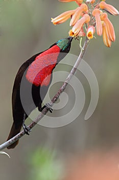The scarlet-chested sunbird Chalcomitra senegalensis drinking nectar from flower.Big black sunbird with red belly and green neck