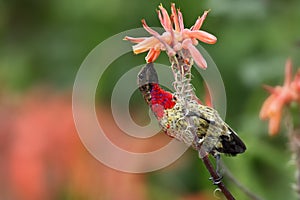 The scarlet-chested sunbird Chalcomitra senegalensis drinking nectar from flower, changing bird feathers. The male of a large