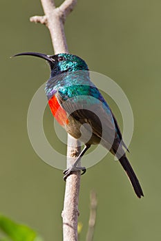 Scarlet-chested sunbird (nectarinia senegalensis)