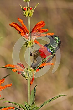 Scarlet-chested sunbird (nectarinia senegalensis)