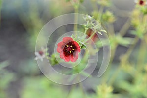 Scarlet Cinquefoil Monarchs Velvet