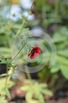 Scarlet Cinquefoil Monarchs Velvet