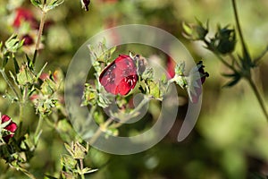 Scarlet cinquefoil, Potentilla thurberi