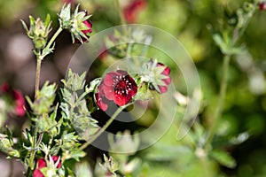 Scarlet cinquefoil, Potentilla thurberi