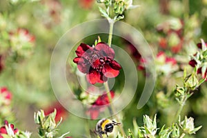 Scarlet cinquefoil, Potentilla thurberi