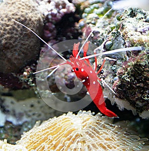Scarlet Cleaner Shrimp 1