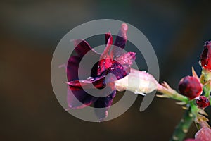 Scarlet color adenium flower with dark background