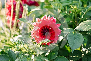 Scarlet dahlia flower in the garden