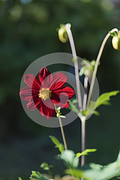 Scarlet dahlia type Bombino