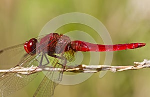 Scarlet Darter (Crocothemis erythraea)