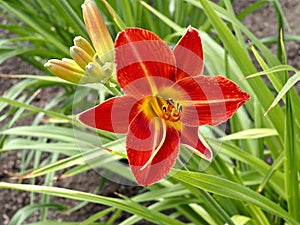 Scarlet Daylily Or Hemerocallis In Bloom