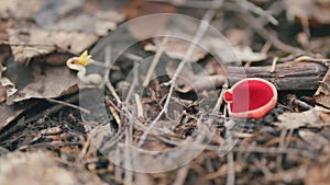 Scarlet elf cup on the forest floor. Sarcoscypha coccinea. Early spring.