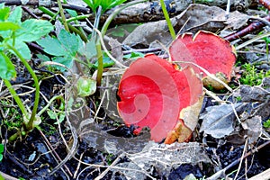 Scarlet Elf Cup Fungi. Spring edible mushroom - Sarcoscypha austriaca or Sarcoscypha coccinea