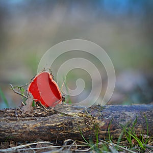 Scarlet elf cup mushroom