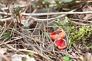 Scarlet Elf Cup Mushroom - Sarcoscypha coccinea