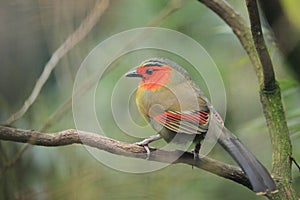 Scarlet-faced liocichla
