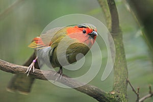 Scarlet-faced liocichla