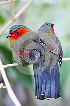 Scarlet-faced liocichla couple