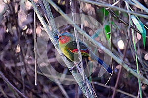 Scarlet-faced Liocichla - Liocichla ripponi is a bird in the Leiothrichidae family on branch live in nature
