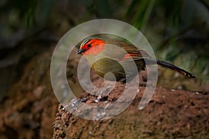 Scarlet-faced liocichla, Liocichla ripponi, bird with red face from Vietnam and China. Animal from Asia. Ground bird in the nature