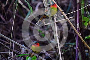 Scarlet-faced Liocichla - Liocichla ripponi is a bird in the Leiothrichidae family on branch live in nature