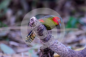 Scarlet-faced Liocichla - Liocichla ripponi is a bird in the Leiothrichidae family on branch live in nature