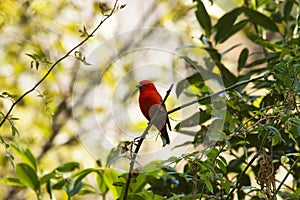 Scarlet finch, Carpodacus sipahi, Mandal, Uttarakhand, India photo