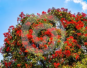 Scarlet firethorn or red flamboyant flowering tree from Sydney Australia.