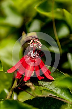 Scarlet flame passion flower passiflora vitifolia blooms