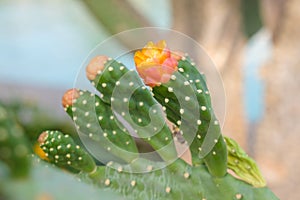 Scarlet flower of one of the most widespread types of cacti