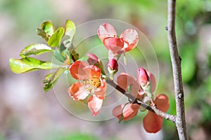 Scarlet flowers of blooming Japanese quince close-up