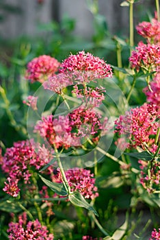 Scarlet flowers of the Centranthus in the garden in summer