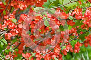 Scarlet flowers Japanese quince