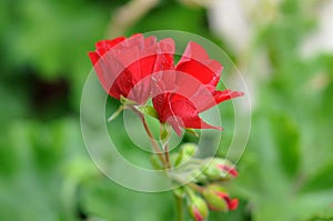 Scarlet Geranium red flowers