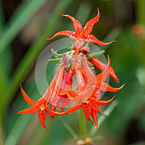 Scarlet Gilia - Fairy Trumpet