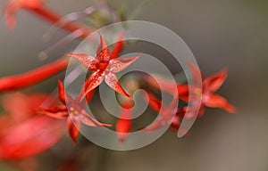 Scarlet Gilia Idaho Wildflower