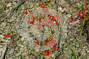 Scarlet Gilia, Scarlet Trumpet or Skyrocket