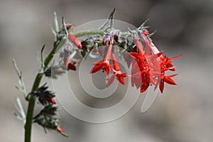 Scarlet Gilia or Skyrocket (Ipomopsis aggregata)